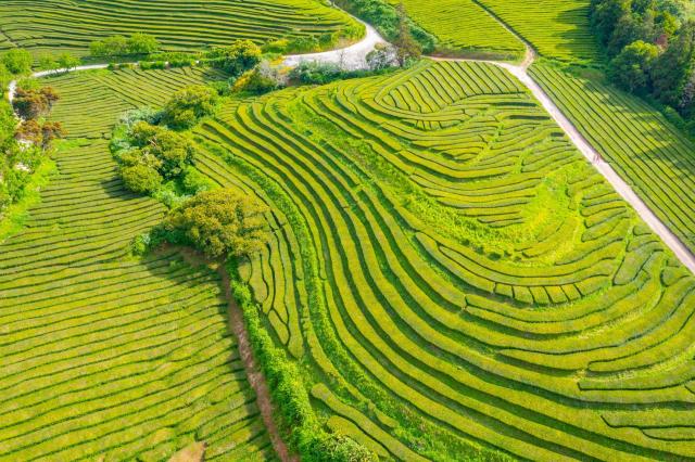 Gorreana Tea Factory