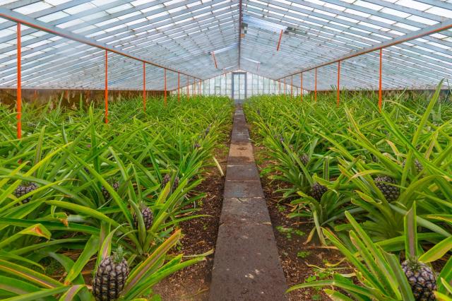Plantação Ananases A Arruda