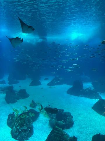 Oceanário de Lisboa