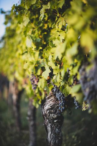 Clos du Calvaire | Visite de cave et dégustation | Famille Roum