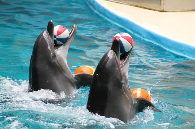 Istanbul Dolphinarium