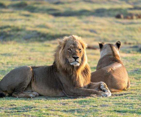 Aslan Safari Antalya (Lion Safari)