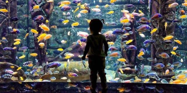 Antalya Aquarium