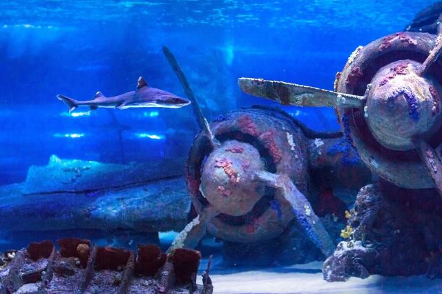Antalya Aquarium