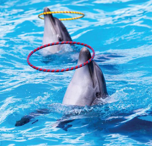 Aksu Dolphinarium