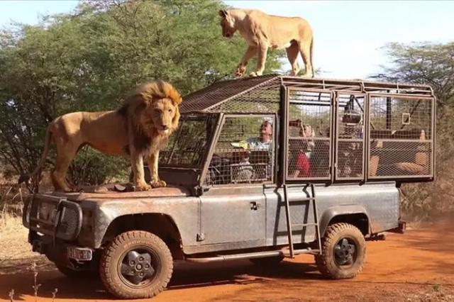 Aslan Safari Antalya (Lion Safari)