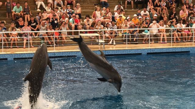 Aksu Dolphinarium