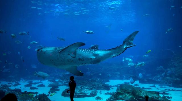 Antalya Aquarium