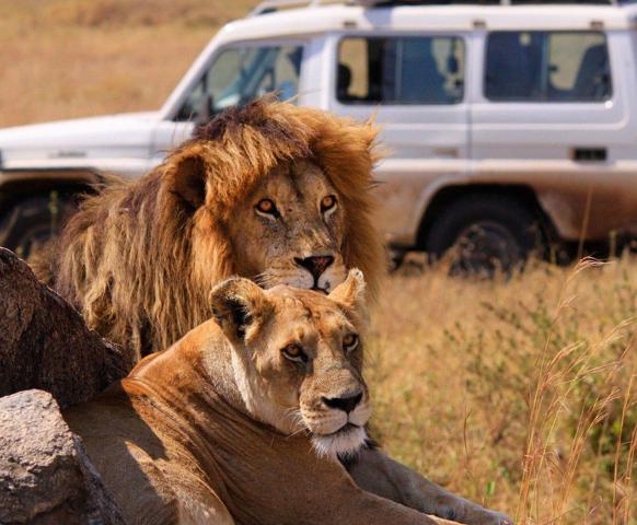 Aslan Safari Antalya (Lion Safari)