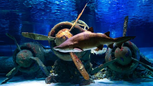 Antalya Aquarium