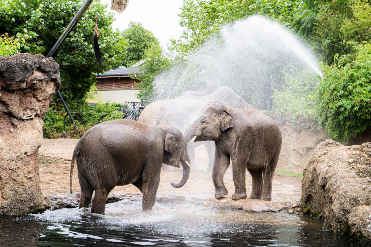 Dublin Zoo