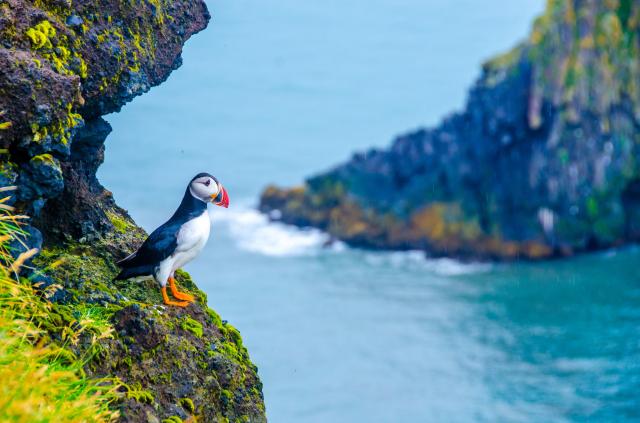 Mr. Puffin - Bird Watching Reykjavík