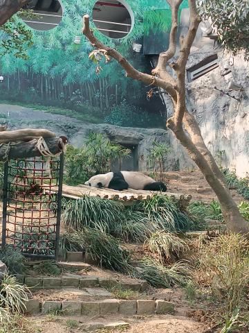 Macao Giant Panda Pavilion