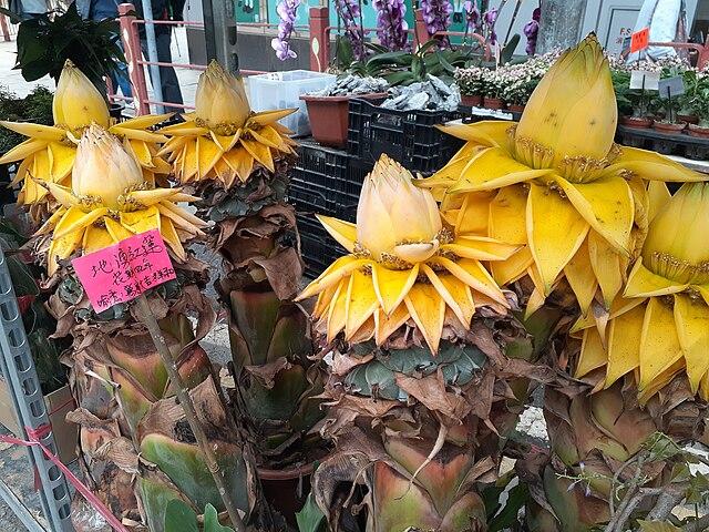 Flower Market Road