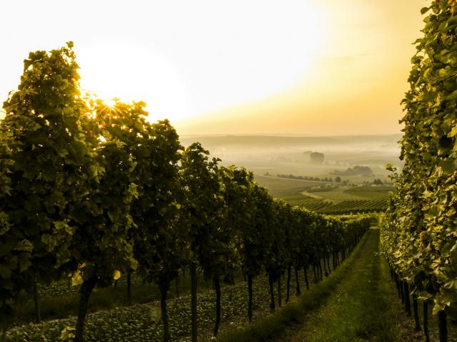 Bairrada DOC