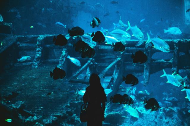 Gardaland SEA LIFE Aquarium