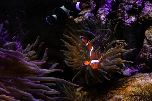 Gardaland SEA LIFE Aquarium