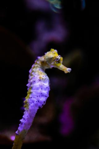 Gardaland SEA LIFE Aquarium
