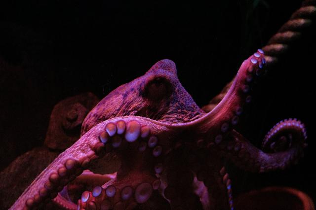 Gardaland SEA LIFE Aquarium