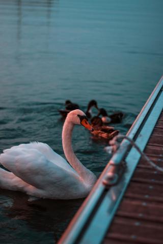 Peschiera del Garda
