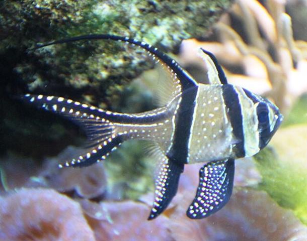 Universeum