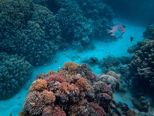 Two Oceans Aquarium