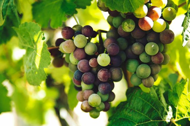 Spier Wine Farm
