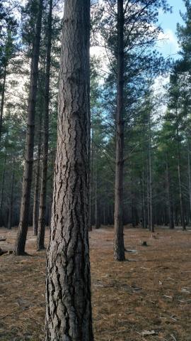 Tokai Forest Braai And Picnic Area