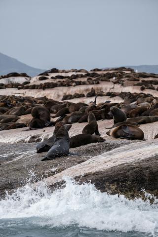 Hout Bay
