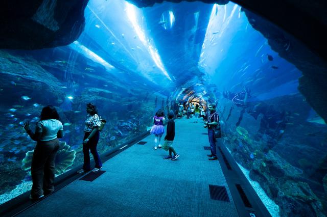 The Dubai Mall