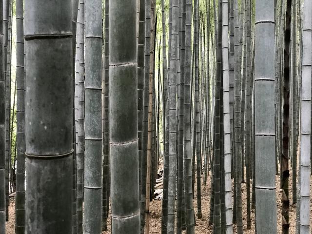 Arashiyama Bamboo Forest