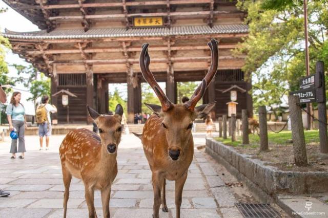 Nara Park