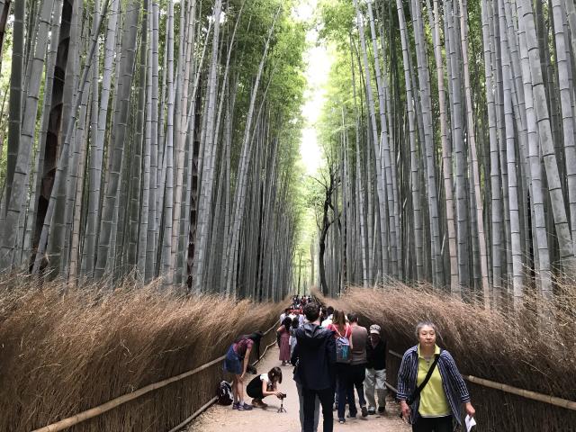 Arashiyama Bamboo Forest