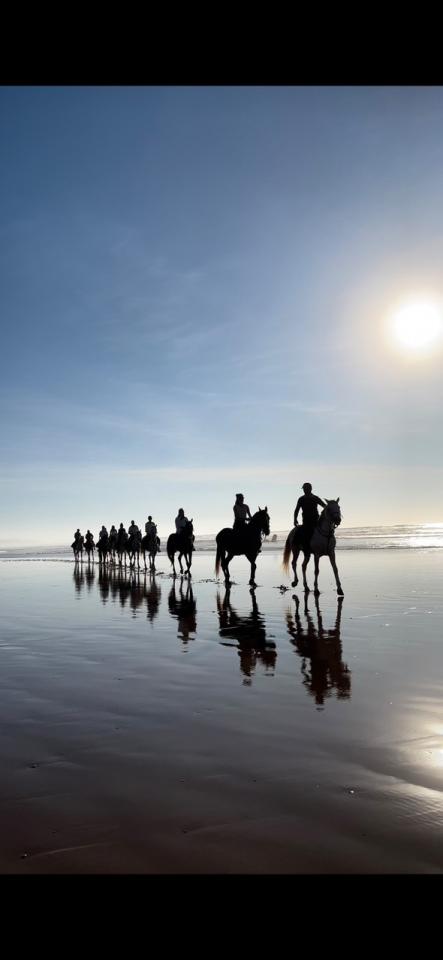 Cheval Essaouira