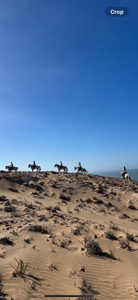 Cheval Essaouira