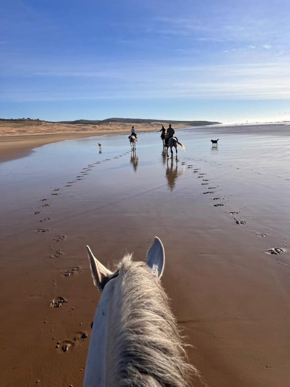 Cheval Essaouira