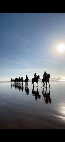 Cheval Essaouira