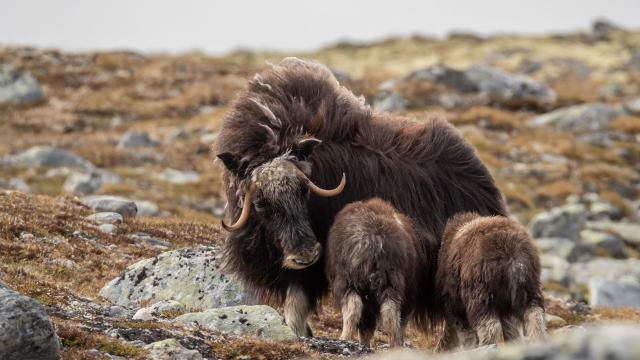Národní park Dovrefjell-Sunndalsfjella