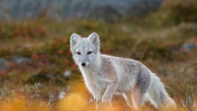 Národní park Dovrefjell-Sunndalsfjella