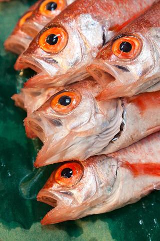 Tsukiji Outer Market