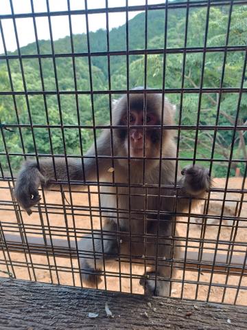 Arashiyama Monkey Park Iwatayama