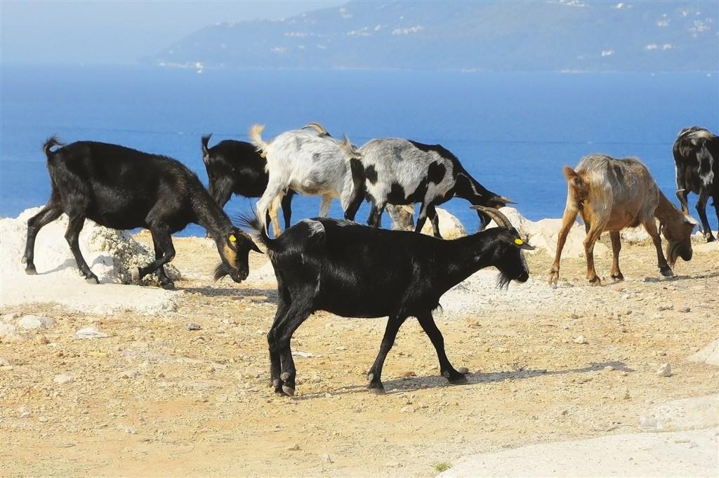 goats-ga4d959356_1920.jpg