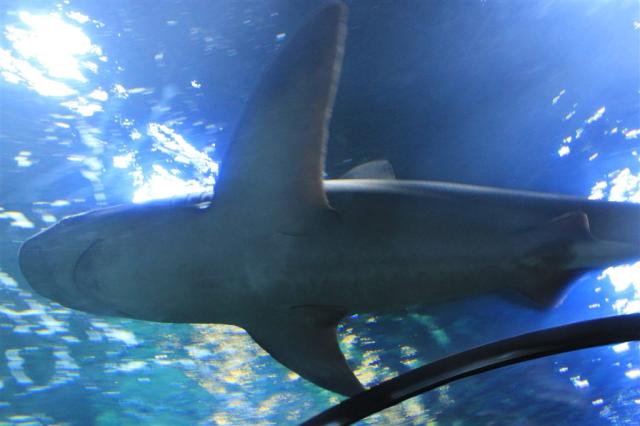 IMG_7473.JPG