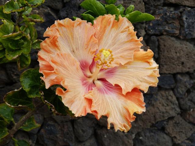 hibiscus-gd55329732_1920.jpg