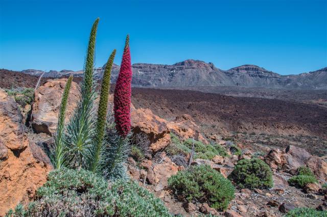 tenerife-g35230526f_1920.jpg