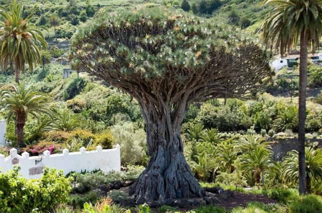 dragon-tree-g79971845a_1920.jpg