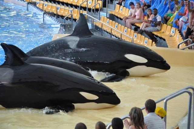 killer-whale-gb54522f31_1920.jpg
