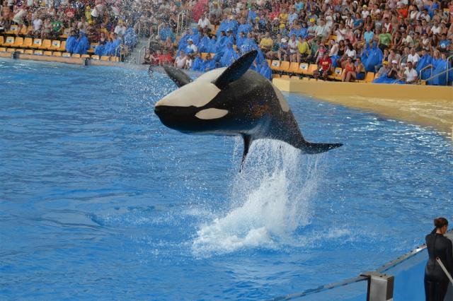 orca-g61cfab104_1920.jpg