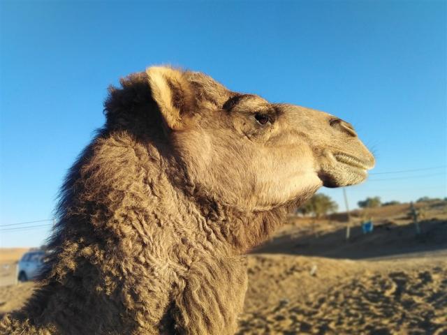 desert-duns-sahara-geab5b444f_1920.jpg