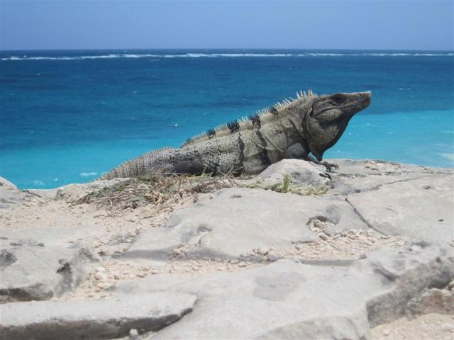 lizard-853678.jpg